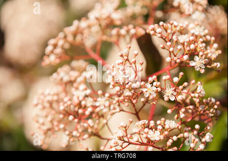 Attraktive Côte d'Ivoire, weiße Blüten von Red Robin, Photinia x fraseri, ein immergrüner Strauch wächst in kleine Baum, Blüte in der Mitte und Ende der Feder Stockfoto