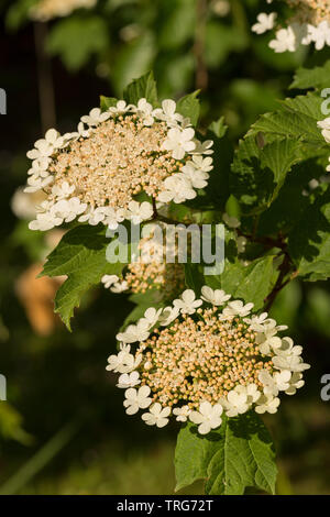 Wie hortensie Blumen, Der Gefüllte Schneeball - Viburnum opulus Compactum, Rose, hat wunderbare Umgänge von Blumen, kann aber durch viburnum Käferlarven befallen werden. Stockfoto