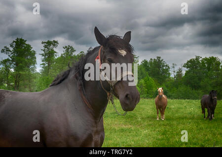 Braunes Pferd mit weißer Blesse und Halter in einer frühlingswiese mit zwei Ponys im Hintergrund in einer Nahaufnahme Kopf geschossen Stockfoto