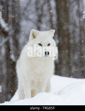 Arctic Wolf Jagd in den fallenden Schnee an einem kalten Wintertag in Kanada Stockfoto