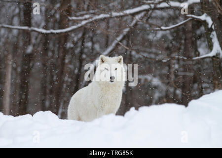 Arctic Wolf Jagd in den fallenden Schnee an einem kalten Wintertag in Kanada Stockfoto