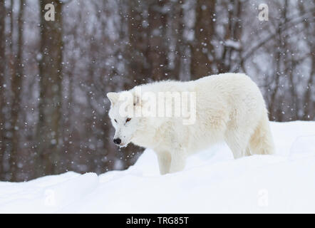 Arctic Wolf Jagd in den fallenden Schnee an einem kalten Wintertag in Kanada Stockfoto