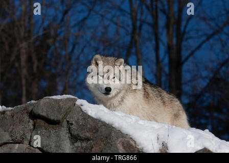 Portrait eines einsamen Arctic Wolf stehend auf einer Felsenklippe über seinem Hoheitsgebiet im Winter in Kanada suchen Stockfoto