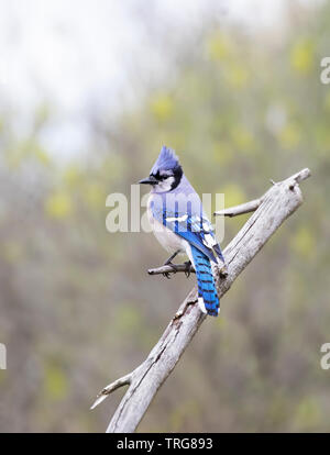 Blue Jay - (Cyanocitta cristata) auf eine Niederlassung in Kanada gehockt Stockfoto