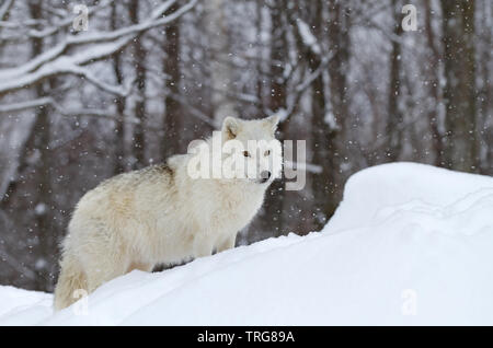 Arctic Wolf Jagd in den fallenden Schnee an einem kalten Wintertag in Kanada Stockfoto