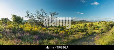 Die Farben der frühen Sommer in den Bereichen Beira Baixa, in der Nähe von Penamacor, Castelo Branco, Portugal. Stockfoto