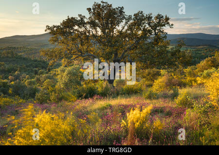 Die Farben der frühen Sommer in den Bereichen Beira Baixa, in der Nähe von Penamacor, Castelo Branco, Portugal Stockfoto