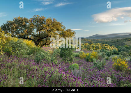 Die Farben der frühen Sommer in den Bereichen Beira Baixa, in der Nähe von Penamacor, Castelo Branco, Portugal Stockfoto