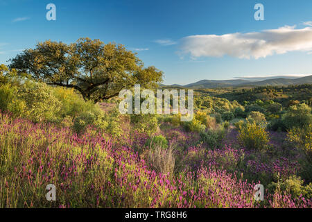 Die Farben der frühen Sommer in den Bereichen Beira Baixa, in der Nähe von Penamacor, Castelo Branco, Portugal Stockfoto