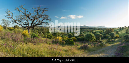 Die Farben der frühen Sommer in den Bereichen Beira Baixa, in der Nähe von Penamacor, Castelo Branco, Portugal Stockfoto