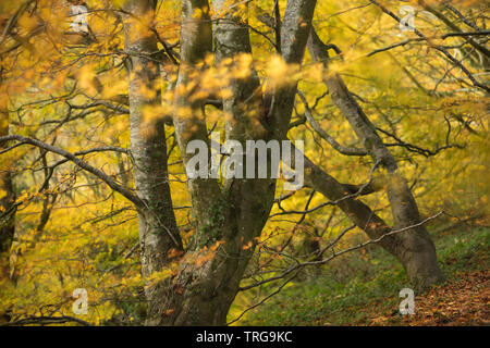 Herbstfarben im Holway Woods in der Nähe von Sandford Orcas, Dorset, England, Großbritannien Stockfoto