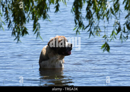 Bernhardiner Hund Schwimmen in einem See Stockfoto