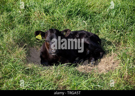 Dexter Kälber, Landwirtschaft, Landwirtschaft, Tier, Tier Kopf, Rindfleisch, Farbe: Schwarz, Braun, Stier, Kalb, Rind, kopieren Sie Raum, Kuh, Bauernhof, Stockfoto