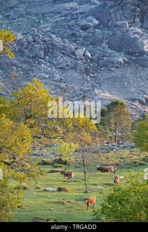 Vieh und Bäume fangen das letzte Licht des Tages an den Hängen des Lamas, Nationalpark Peneda-Gerês, Braga, Portugal Stockfoto