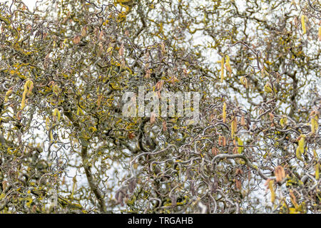 Full Frame detail Shot zeigen viele twisted Haselnuss Zweige im frühen Frühling Stockfoto