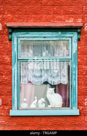 Eine weiße Katze im Fenster eines alten Hauses in Akureyri, Island sitzen. Die Wände sind mit rot lackierten gedrückt Metall Fliesen, Stein bekannt - Zinn bedeckt Stockfoto