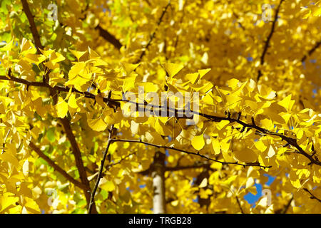 Gelbe Ginkgo biloba Baum, selektive konzentrieren. Stockfoto