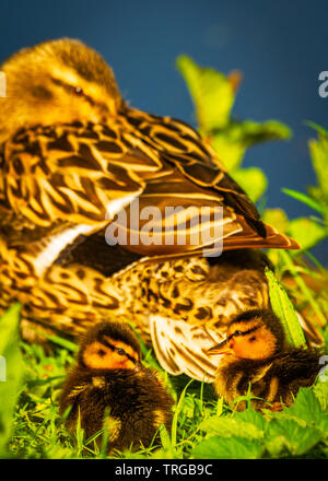 Mutter und Stockente Küken genießen Sie die Frühlingssonne (Anas platyrhynchos) Stockfoto