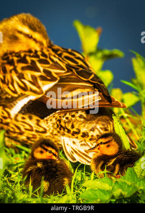 Mutter und Stockente Küken genießen Sie die Frühlingssonne (Anas platyrhynchos) Stockfoto