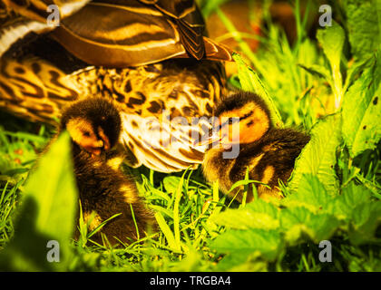 Mutter und Stockente Küken genießen Sie die Frühlingssonne (Anas platyrhynchos) Stockfoto