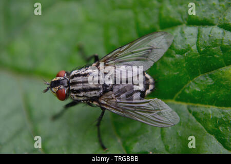 Fleisch - Sarcophaga carnaria Fliegen ruht auf Kartoffel Blatt Stockfoto