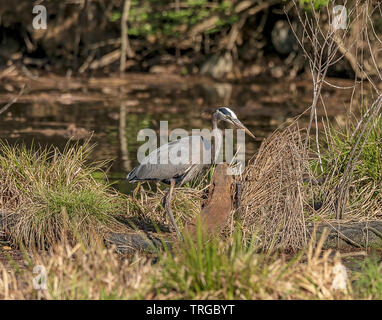 Es ist Mittagszeit und ein Great Blue Heron ist auf der Suche nach Essen. Stockfoto