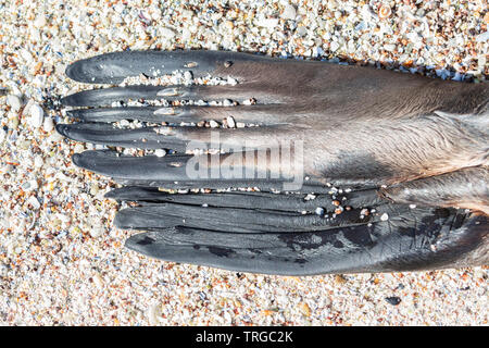 Nahaufnahme Detail der Dreh- und Wendeeinheit eines toten Cape, South African fur Seal, braunes Fell Dichtung (Arctocephalus Pusillus), Western Cape Stockfoto