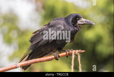 Rook, britischen Garten, Wildlife hocken auf einem Zweig und versessen darauf. Stockfoto