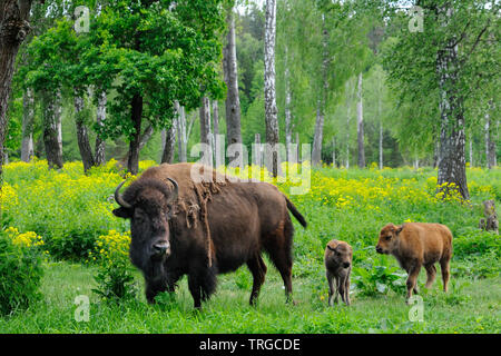 Erwachsene Frau Bison und 1 Woche und 1 Monate alten Kälber am Prioksko - terrasny Biosphärenreservat, Russland Stockfoto