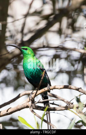 Männliche Malachite Sunbird, Gelb Getuftete malachite Sunbird (Nectarinia famosa) in Grün Zucht Gefieder in Olive Tree gehockt, Western Cape, South Afric Stockfoto