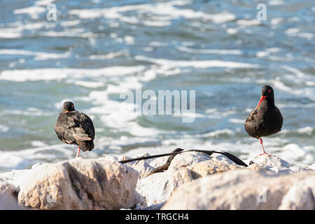 Paar afrikanischen schwarzen Oystercathchers (Haematopus moquini) auf Felsen bei Betty's Bay, Western Cape, Südafrika. In der Nähe von bedrohten Vogelarten. Stockfoto