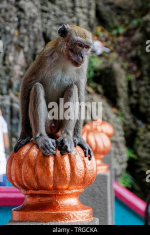 Affe sitzt auf der Treppe am Batu Grotte, Kuala Lumpur, Malaysia. Stockfoto