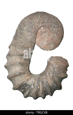 Ammonit Australiceras sp. Mit teilweise abgewickelten Shell, Isle Of Wight, Großbritannien Stockfoto