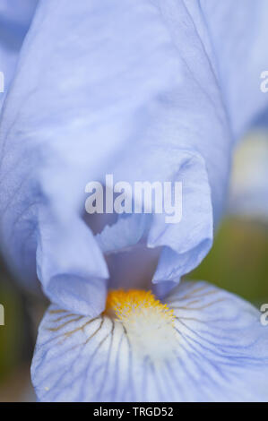 Blue Iris im Frühjahr, UK. Stockfoto