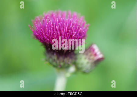 Distel Blume Stockfoto