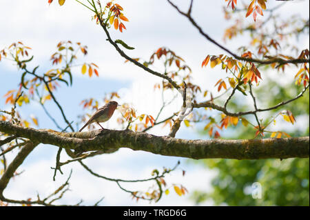 Robin in Nußbaum. Stockfoto