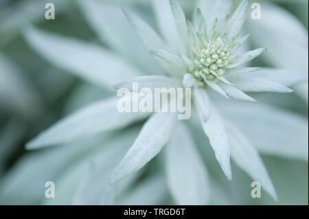 Weiß Leaved Pflanze im Frühjahr Stockfoto