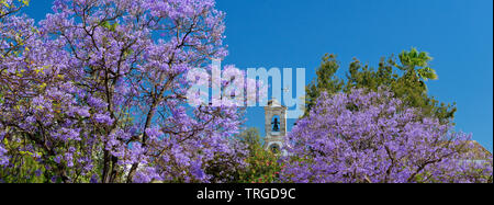 Faro Central Gardens, Jacaranda Bäumen im Jardim Manuel Bivar, der Algarve, Portugal Stockfoto