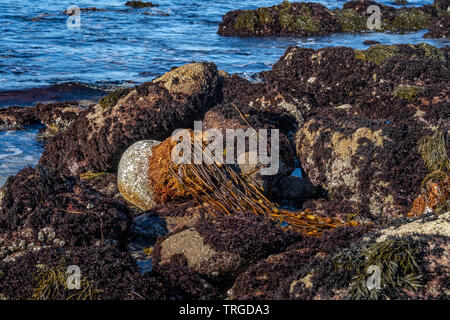 Algen und Seepocken auf Felsen entlang der Küste aus Sunset Drive in Monterey, Kalifornien Stockfoto