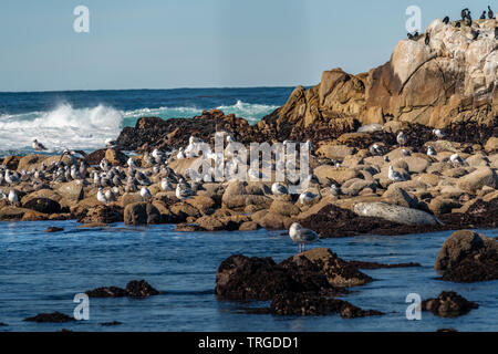 Möwen und Dichtungen auf Felsen wie Wellen am Ufer in der Nähe von Monterey, Kalifornien. Stockfoto