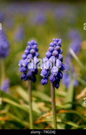 Schöne muscari botryoides allgemein als Traubenhyazinthen bekannt, lila Blüte mit grünem Gras, in der Nähe Stockfoto