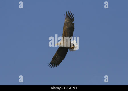 White-tailed Seeadler Stockfoto