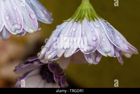 Blume Dusche Stockfoto