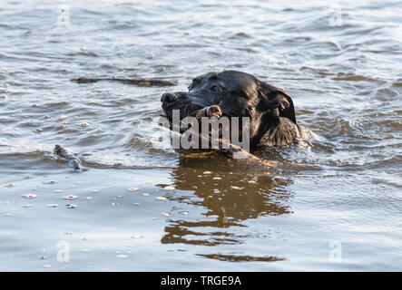 Ein schwarzer Labrador Mischling Hund ist ein über-große Nach seiner Person wirft ein Stick in einen Teich, und er ruft zwei auf einmal. Stockfoto