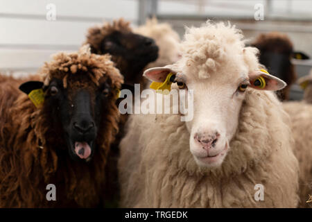 Porträt von zwei Schafe Stockfoto