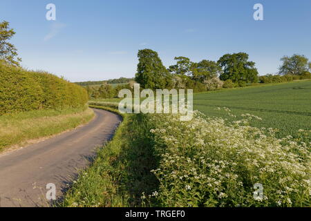 Eine kurvenreiche Landstraße und Kuh Petersilie in Hampshire Stockfoto