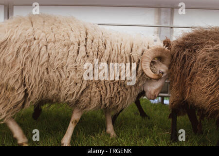 Eine ram geladen wird ein Schaf Stockfoto