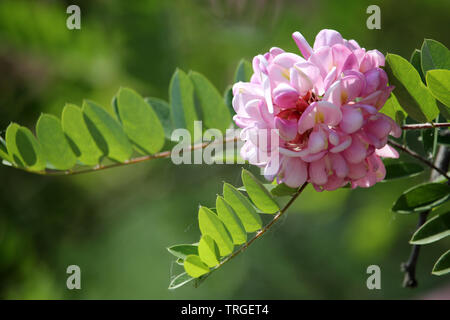 Blühende rose Akazien Blume Nahaufnahme Frühling Hintergrund. Spring Branch mit clammy Robinie (Robinia hispida Viscosa oder Robinie) Blüte. Stockfoto