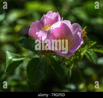 Canina Rosa Blume, die wilde Rose, ein dorniges sommergrüne Strauch aus der Familie der Rosaceae Stockfoto