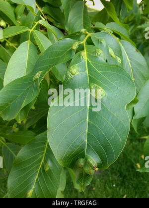 Unebenheiten auf der Blätter von Nußbaum, verursacht durch Nussbaum blister Milben (Phytotus tristriatus) Stockfoto
